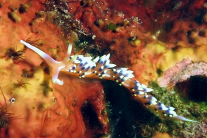 Caloria indica