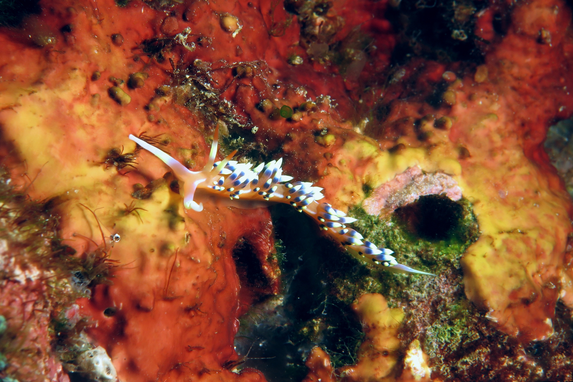 Caloria indica