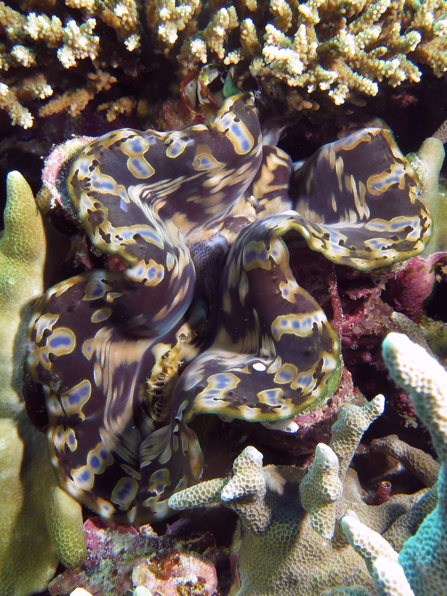 Tridacna sp.