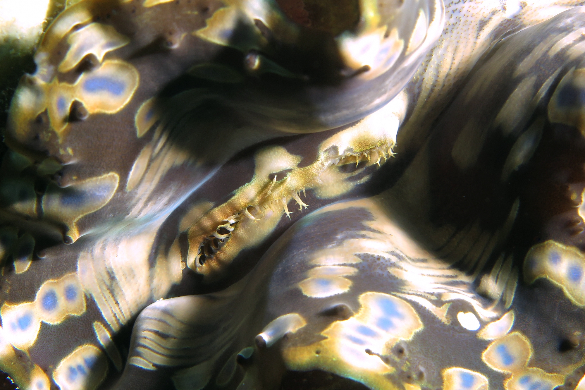 Tridacna sp.