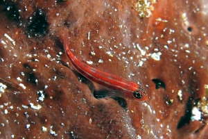 Helcogramma striata, Eponge