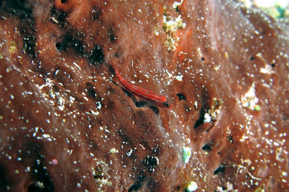 Helcogramma striata, Eponge