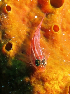 Helcogramma striata, Eponge