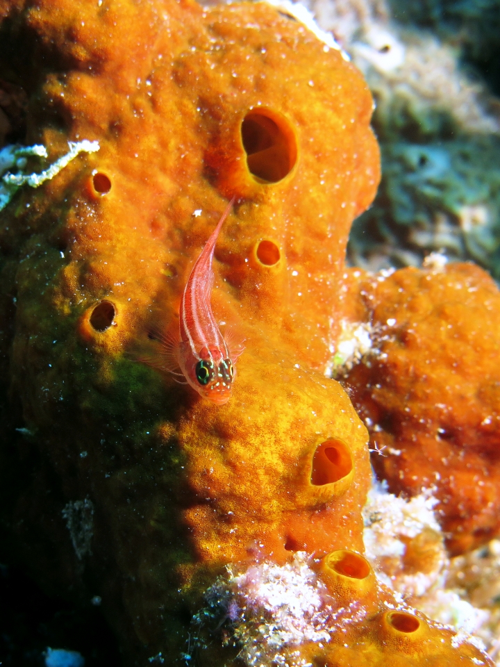 Helcogramma striata, Eponge