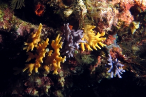 Distichopora violacea, Distichopora sp.