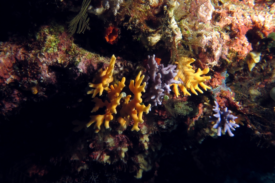 Distichopora violacea, Distichopora sp.