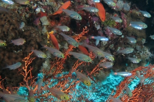 Parapriacanthus ransonneti