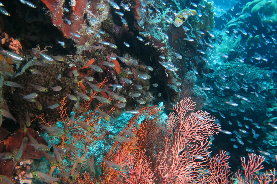 Parapriacanthus ransonneti