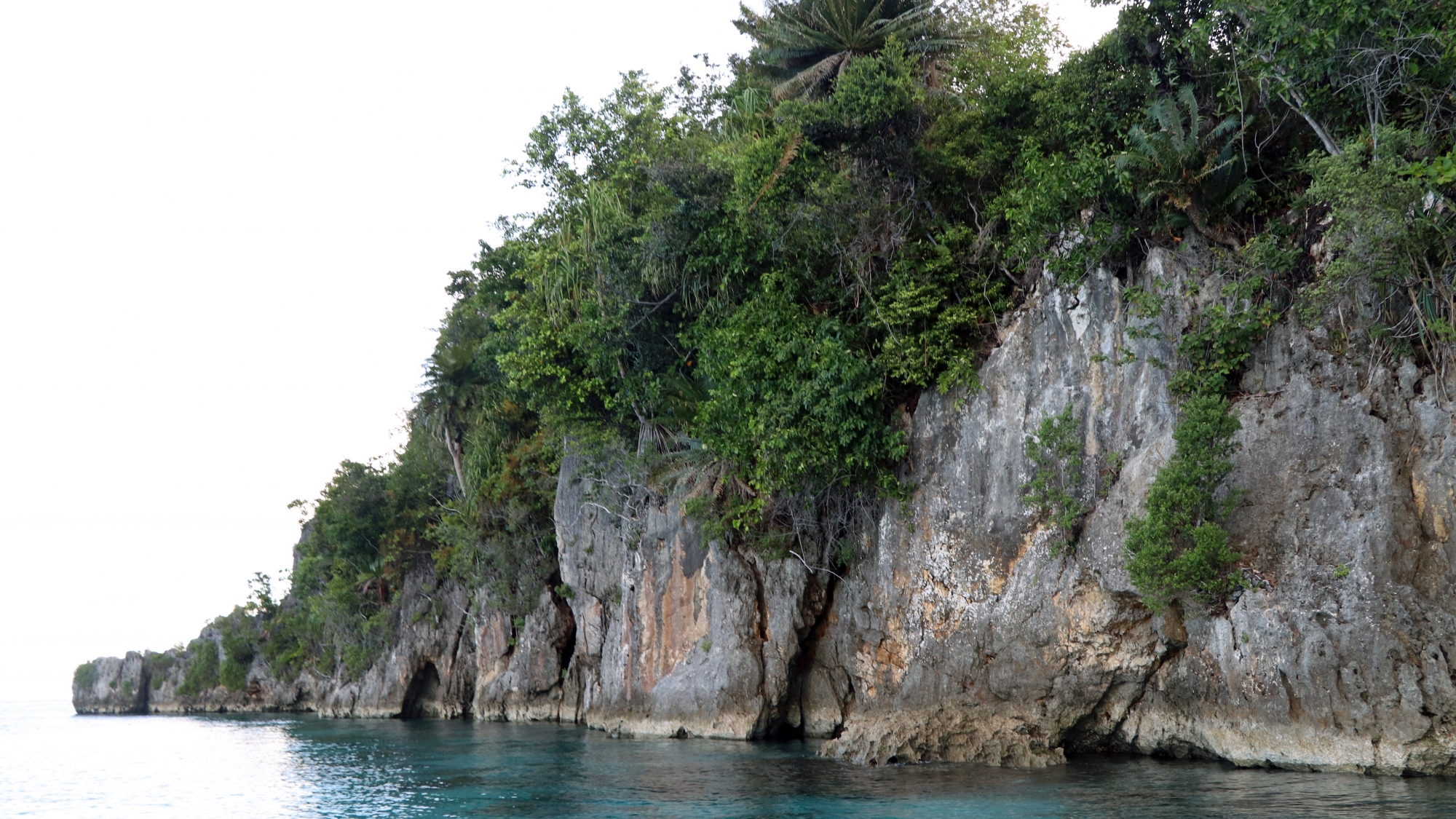 Végétation dense débordant le long du littoral de Pulau Laigoma