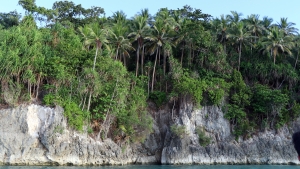 Forêt équatoriale de Pulau Laigoma