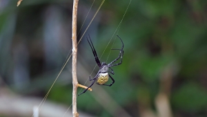 Araignée