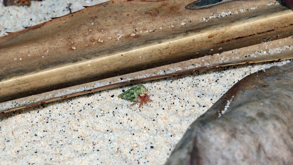 Coenobita perlatus