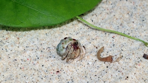 Coenobita perlatus