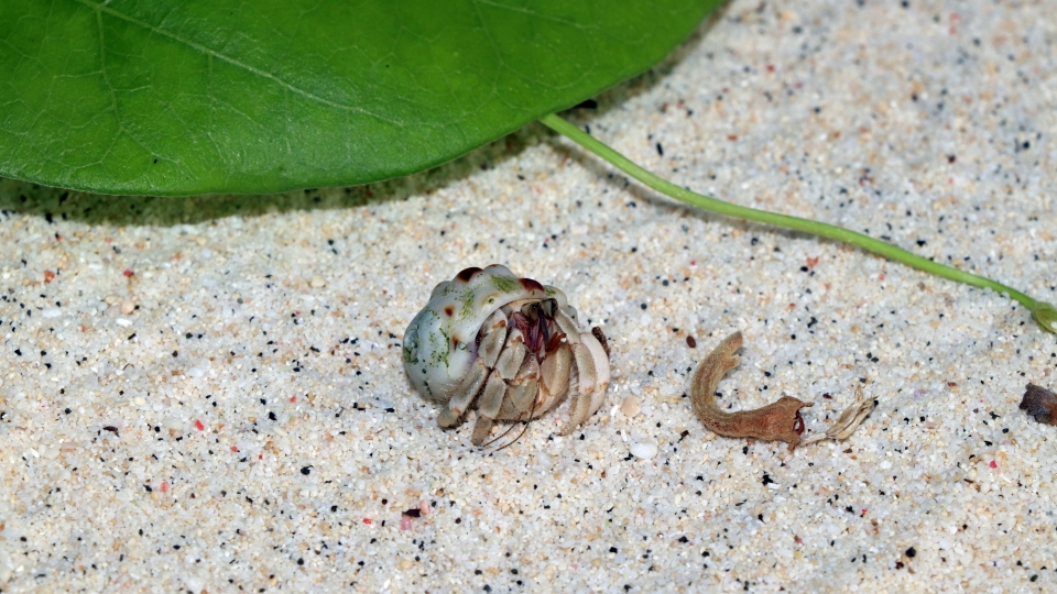 Coenobita rugosus