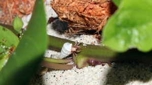 Coenobita perlatus