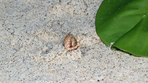 Coenobita perlatus