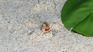 Coenobita perlatus