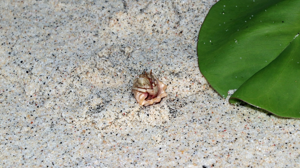 Coenobita perlatus