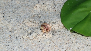 Coenobita perlatus