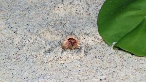 Coenobita perlatus
