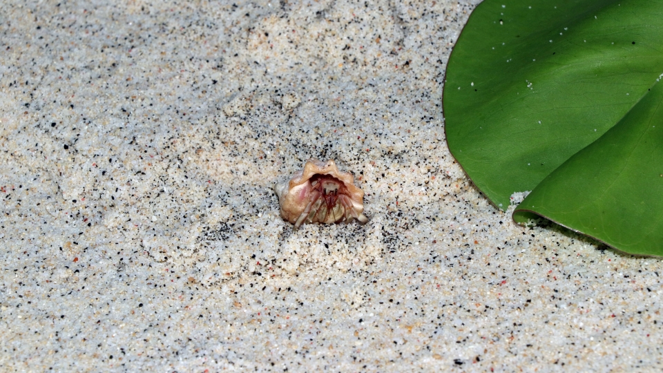 Coenobita perlatus