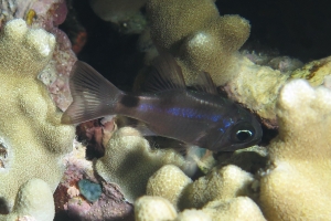 Nectamia bandanensis