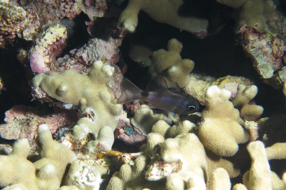 Nectamia bandanensis