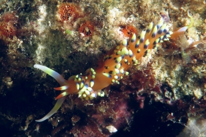 Caloria indica