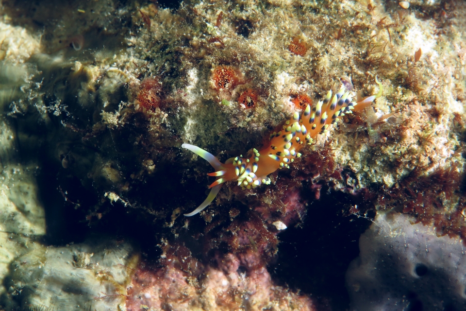 Caloria indica