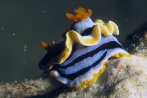 Chromodoris annae