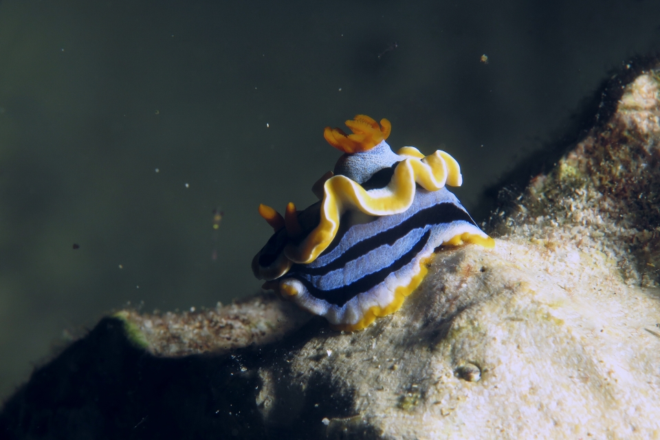 Chromodoris annae