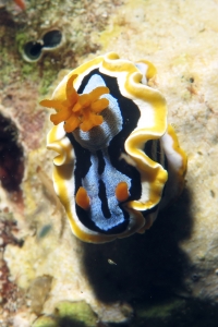Chromodoris annae