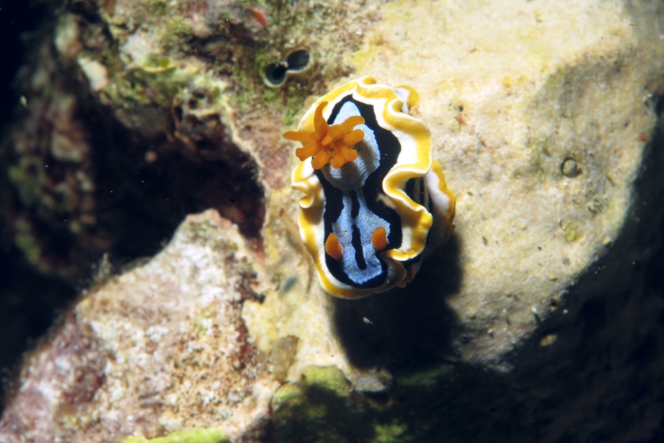 Chromodoris annae