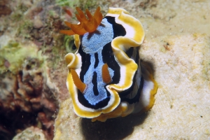 Chromodoris annae