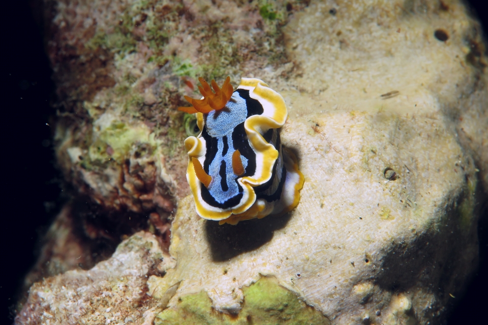 Chromodoris annae