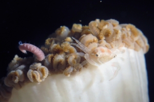 Caphyra loevis, Xenia ou Heteroxenia