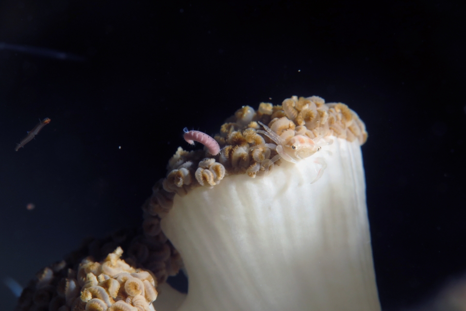 Caphyra loevis, Xenia ou Heteroxenia