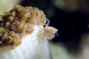 Caphyra loevis, Xenia ou Heteroxenia