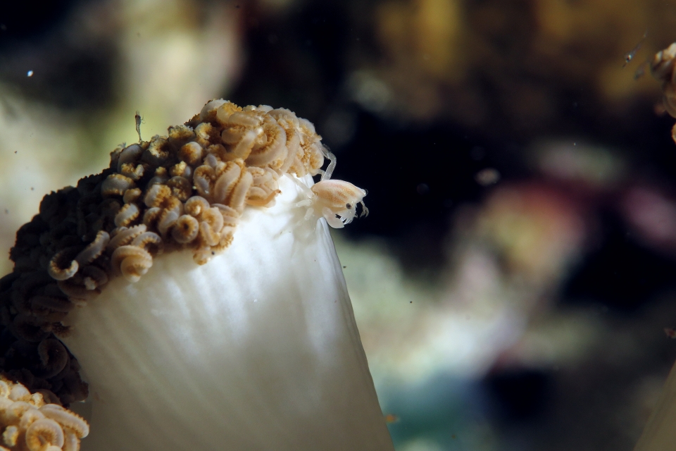 Caphyra loevis, Xenia ou Heteroxenia