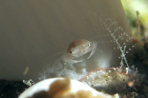 Caphyra loevis, Xenia ou Heteroxenia