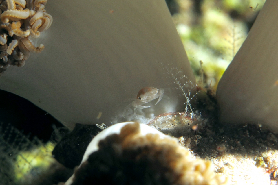 Caphyra loevis, Xenia ou Heteroxenia