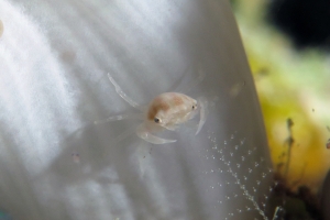 Caphyra loevis, Xenia ou Heteroxenia