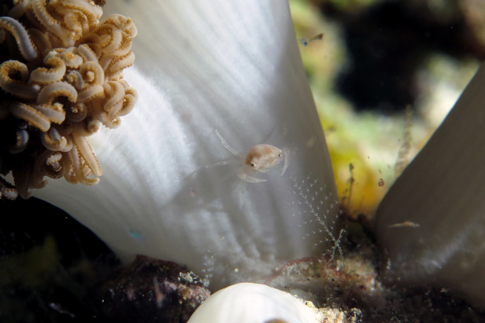 Caphyra loevis, Xenia ou Heteroxenia