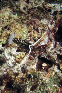 Panulirus versicolor