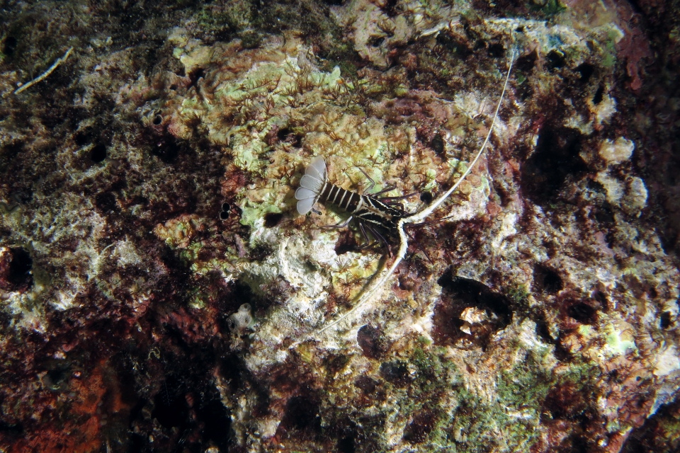 Panulirus versicolor