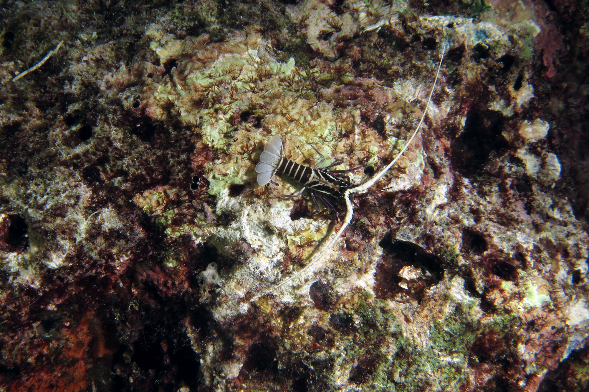 Panulirus versicolor