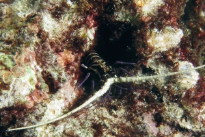 Panulirus versicolor