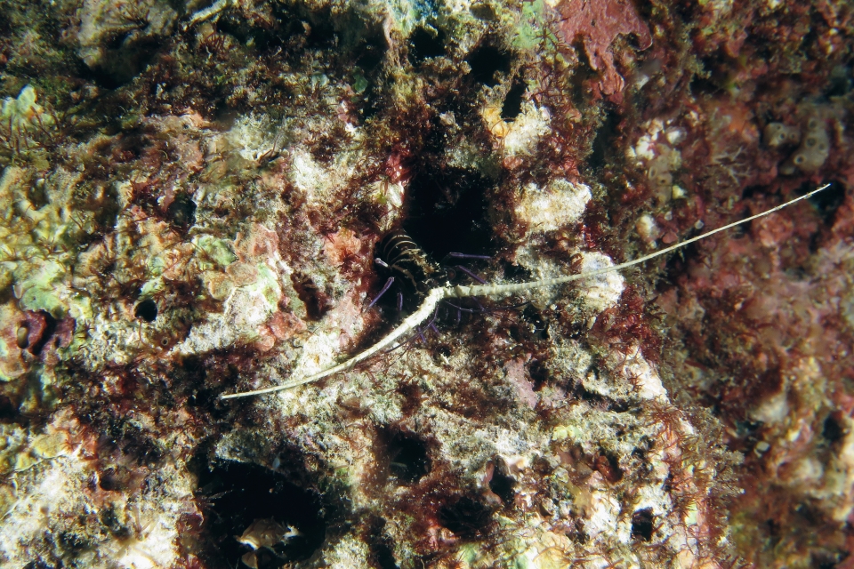 Panulirus versicolor