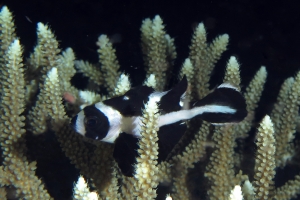 Macolor niger