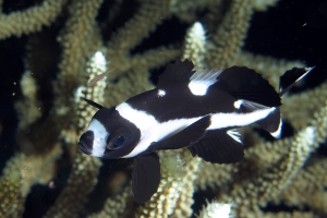 Macolor niger